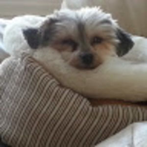 Meet your Posher, Ellen